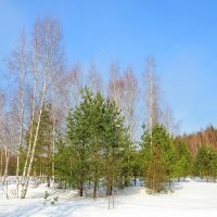 Берёзки да сосенки :: Андрей Снегерёв
