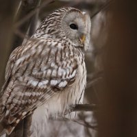 Лесная гостья :: Владилен Панченко