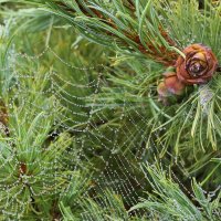 Пыл вдохновенья :: Владимир Соколов (svladmir)