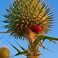 спряталась на ночлег :: shasha1950 спряталась на ночлег :: shasha1950