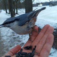 Поползень :: Сапсан 