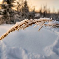 Колос травы в снегу зимой :: Лилия 