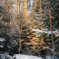 Тропинка в снегу :: Лилия 