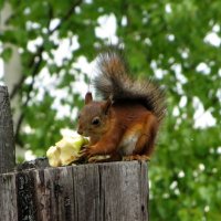 Вкусное яблочко :: Лариса С.