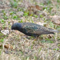 Скворец :: Константин Анисимов