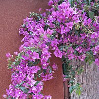 Цветы Барселоны. :: Владимир Драгунский Цветы Барселоны. :: Владимир Драгунский