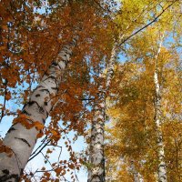 октябрь :: Елена Шаламова