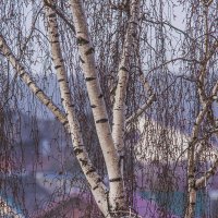 Пробуждение красок весны. :: Петр Беляков