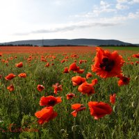 Природа Крыма :: Изумительная Космея