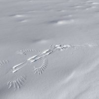 "Жарптица" :: Anna Ivanova