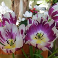 Какая прелесть - цвет тюльпана, какая нежность, стиль в цветке. :: Люба 