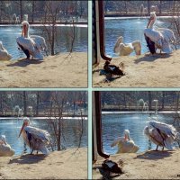 Март в ростовском зоопарке :: Нина Бутко