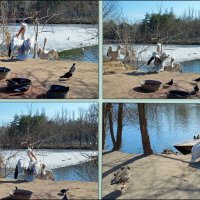 Март в ростовском зоопарке :: Нина Бутко