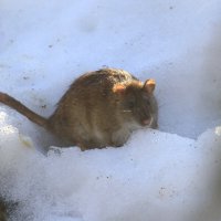 крыска :: Ninell Nikitina