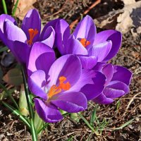 *** :: Игорь Kуленко