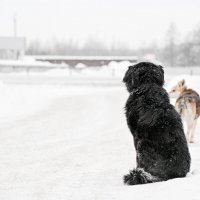 пес :: Александр 