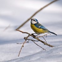 Скоро весна ... :: Андрей Зайцев