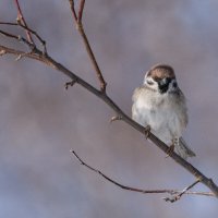 В ожидании весны :: Виктор Иванович Чернюк