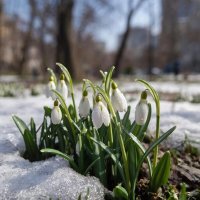 Первоветы :: Ольга 