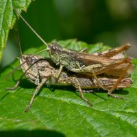 Кобылка :: Владимир Лазарев