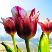 Красота на окошке :: Людмила Смородинская