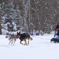 Хаски-биатлон :: Олег Денисов