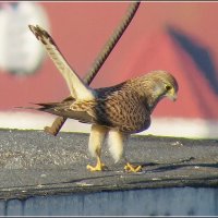 Пустельга - мама :: Сеня Белгородский