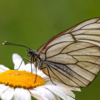 Боярышница :: Андрей Пристяжнюк