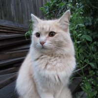 Никифор :: Татьяна Иваненкова