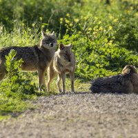 Золотистые шакалы. :: Alexander Amromin