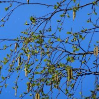 Березка весенняя :: Наталья ***