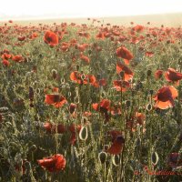 Природа Крыма :: Изумительная Космея