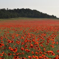 Природа Крыма :: Изумительная Космея