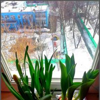 Весенние цветы :: Ольга Довженко