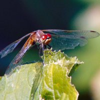 Попрыгунья-стрекоза. :: nadyasilyuk Вознюк