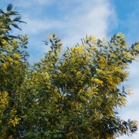 Мимоза на ПСОУ (граница Абхазии и России) :: Nataly St. 