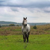 *** :: Александр. AVG100 --- *** :: Александр. AVG100 ---