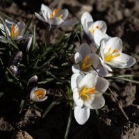 Весна. :: Александр. AVG100 ---