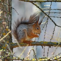 лесной житель... :: Andrey Bragin 