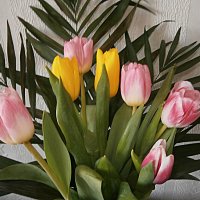 Мартовские тюльпаны :: Алевтина 