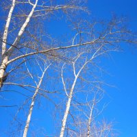 Весенняя лазурь :: Алевтина 