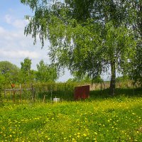 На краю деревни. :: Александр Дмитриев
