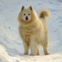 Встреча на дорожке :: Андрей Снегерёв