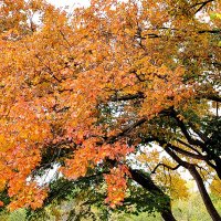 Золотое дерево :: Надежда 