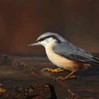 Ямщик :: Георгий Бондаренко Ямщик :: Георгий Бондаренко