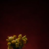 Цветок :: Павѣлъ А.