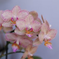 Орхидея мультифлора :: Irene Irene