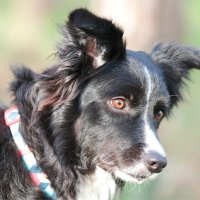 собака на прогулке 2026 :: Владислав Воровский собака на прогулке 2026 :: Владислав Воровский