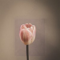 Тюльпан :: Илья Шенгелия