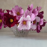 Космеи букетик :: Валентина Богатко 